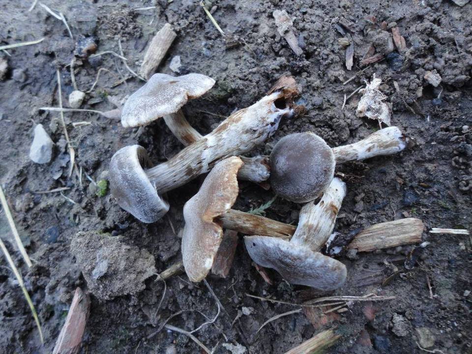 Cortinarius incisus image