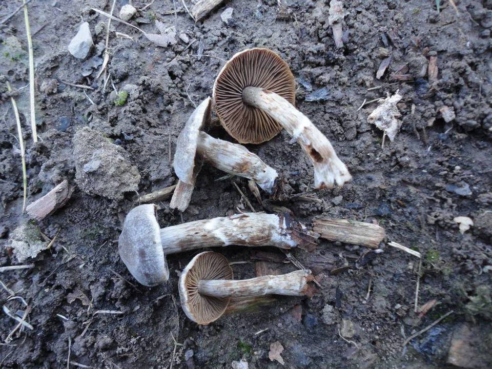 Cortinarius incisus image