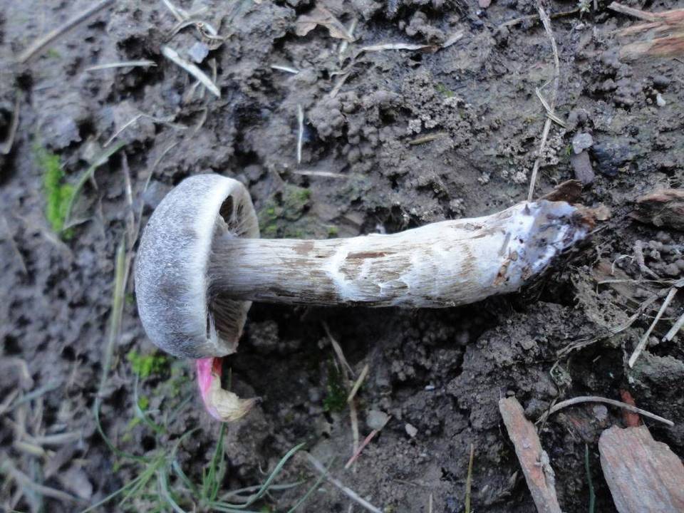 Cortinarius incisus image