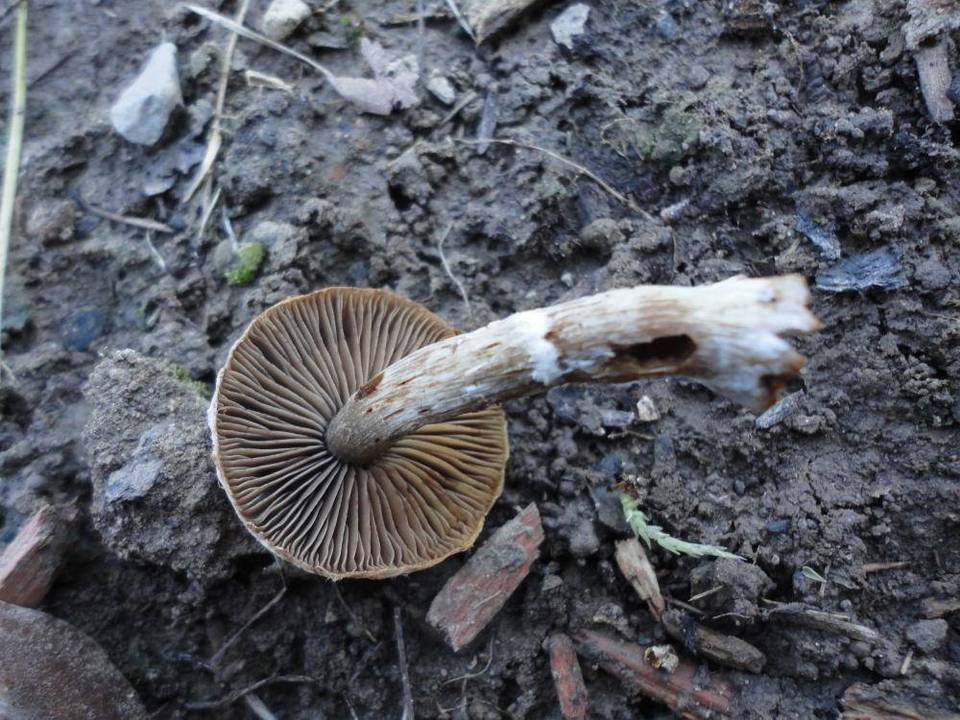 Cortinarius incisus image