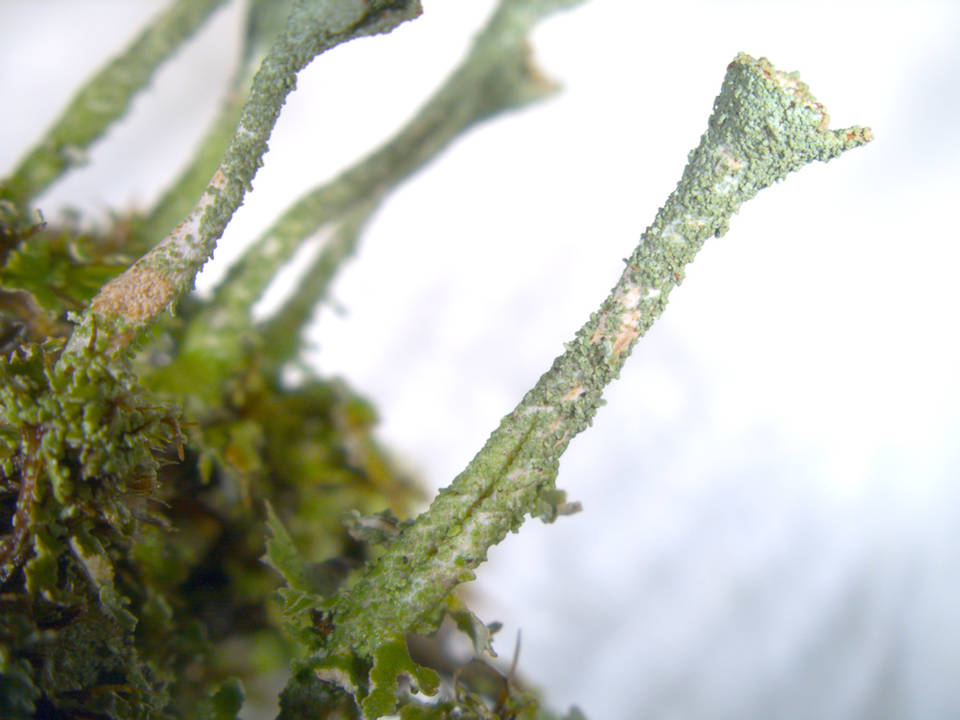 Cladonia grayi image