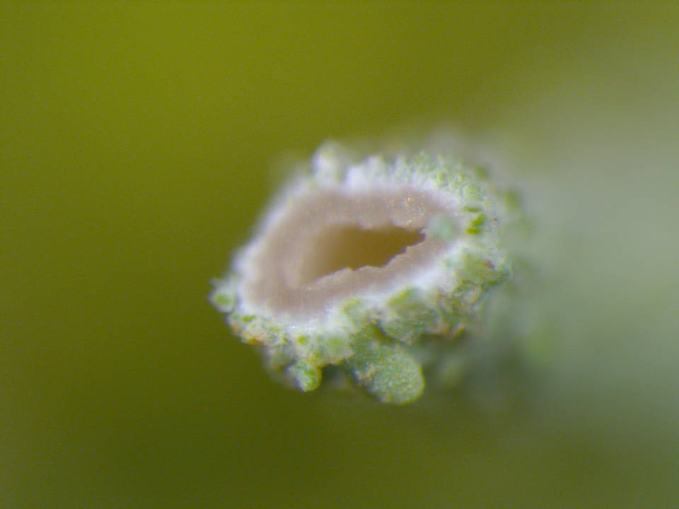 Cladonia grayi image