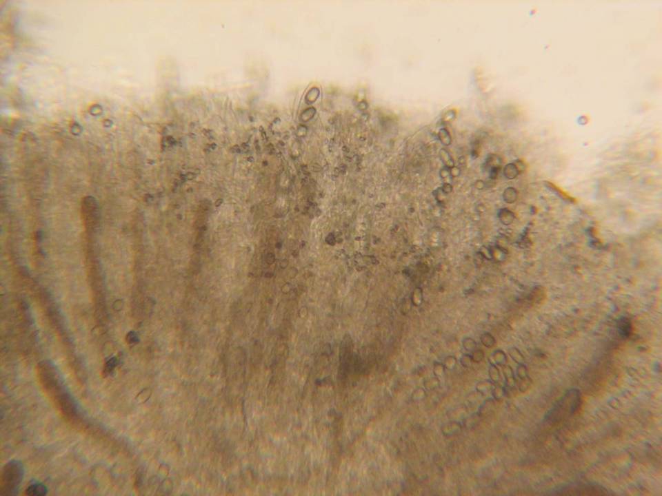 Iodophanus carneus image