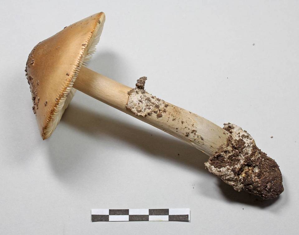 Amanita nishidae image