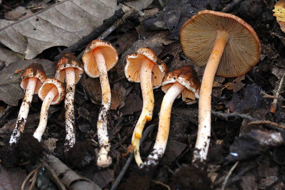 Inocybe cinnamomea image