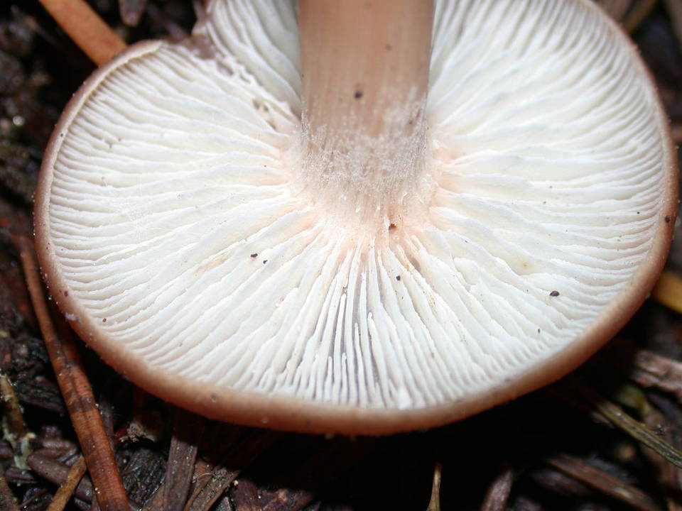 Rhodocollybia badiialba image