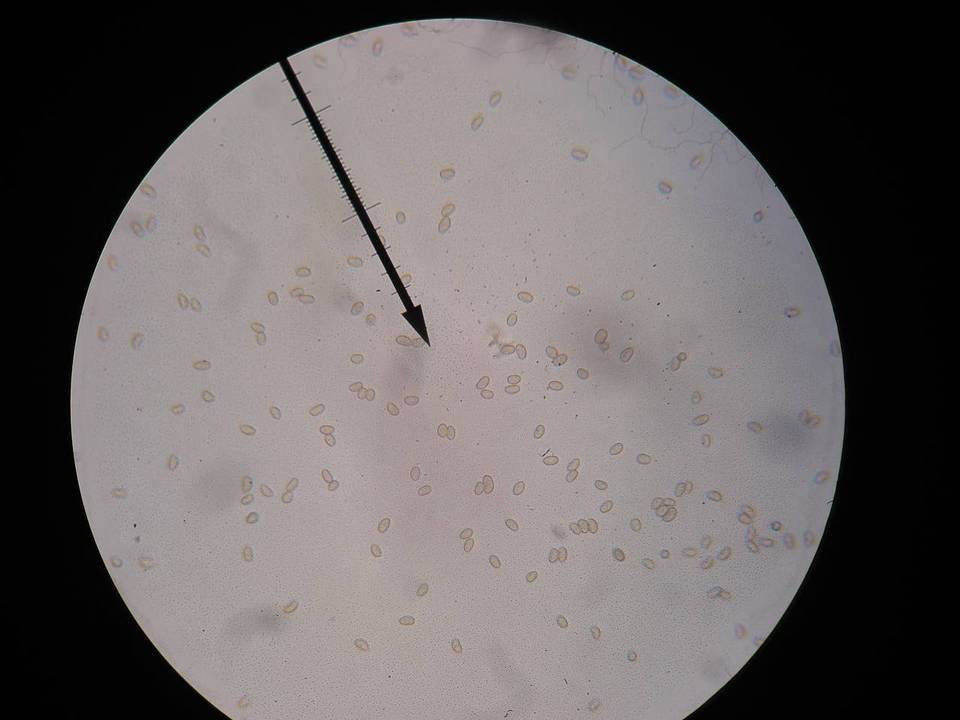 Inocybe rimosoides image