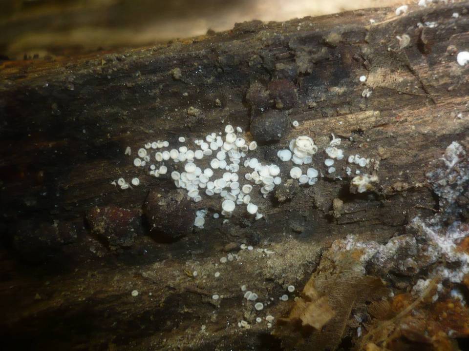 Dasyscyphella nivea image