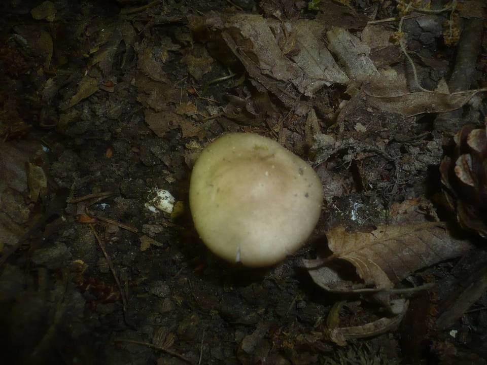 Entoloma aprile image