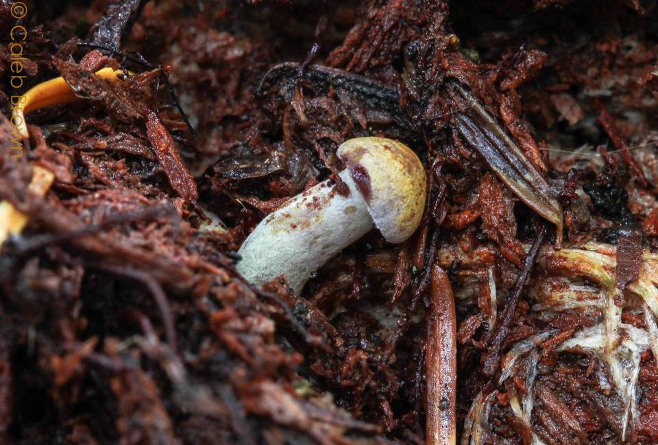 Gymnopilus punctifolius image