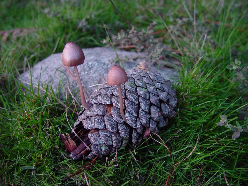 Mycena seynii image