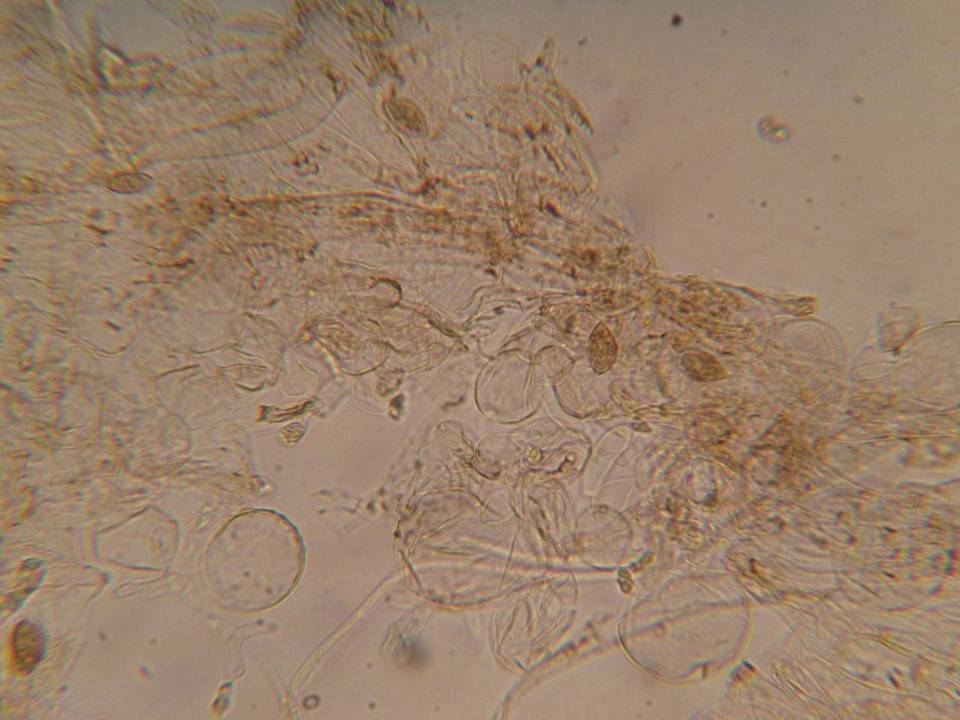 Naucoria alnetorum image