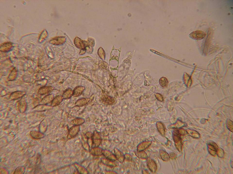 Naucoria alnetorum image