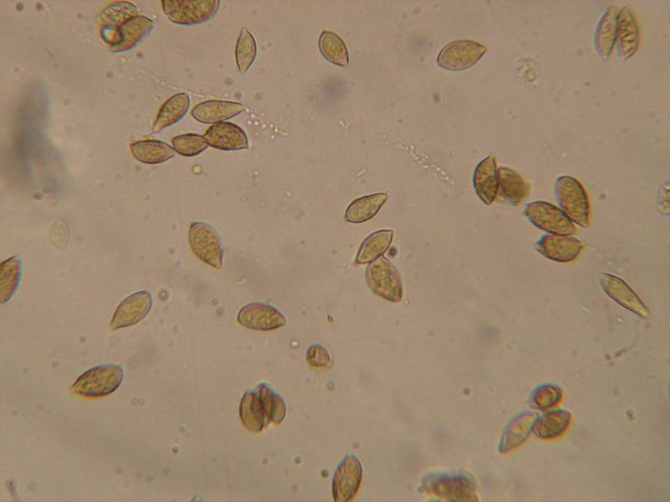 Naucoria alnetorum image
