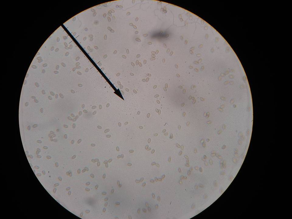 Inocybe rimosoides image