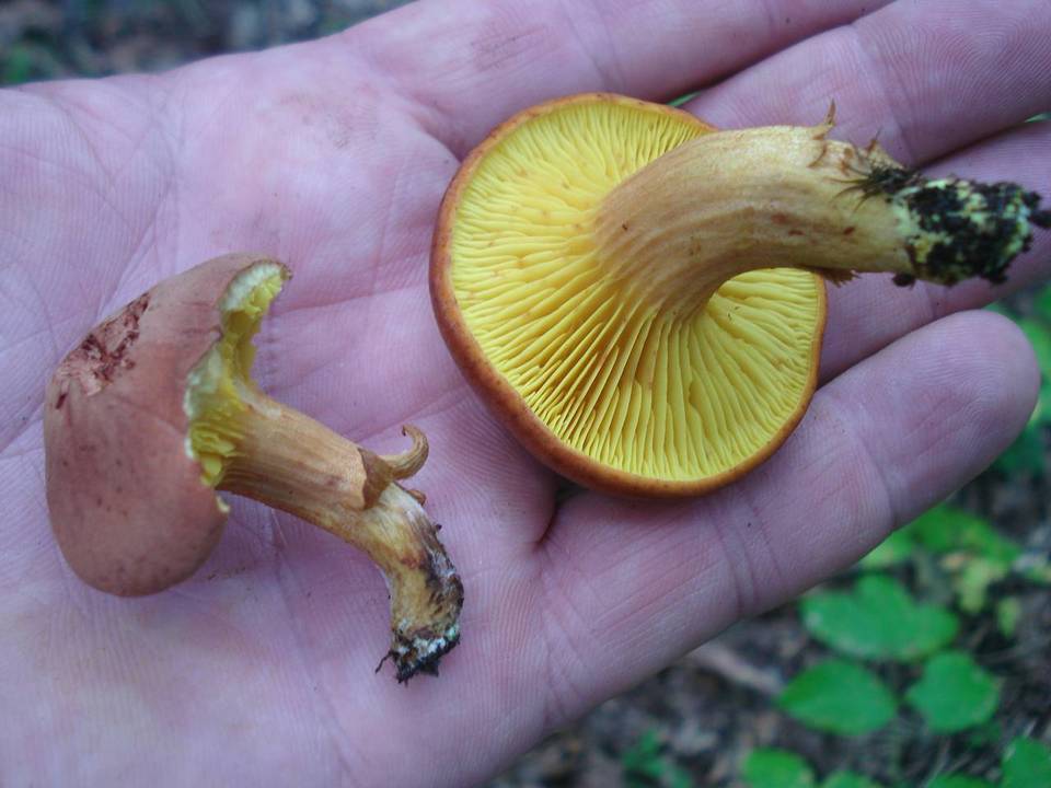 Phylloporus rhodoxanthus subsp. americanus image
