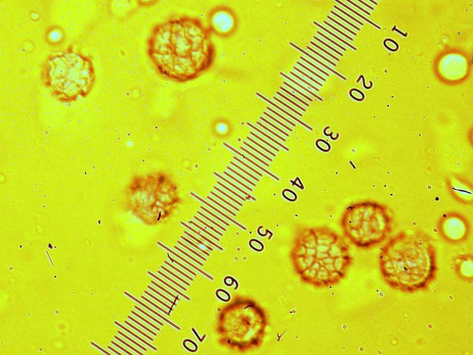 Arcangeliella desjardinii image