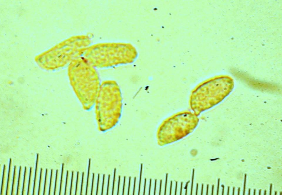 Ramaria cystidiophora image