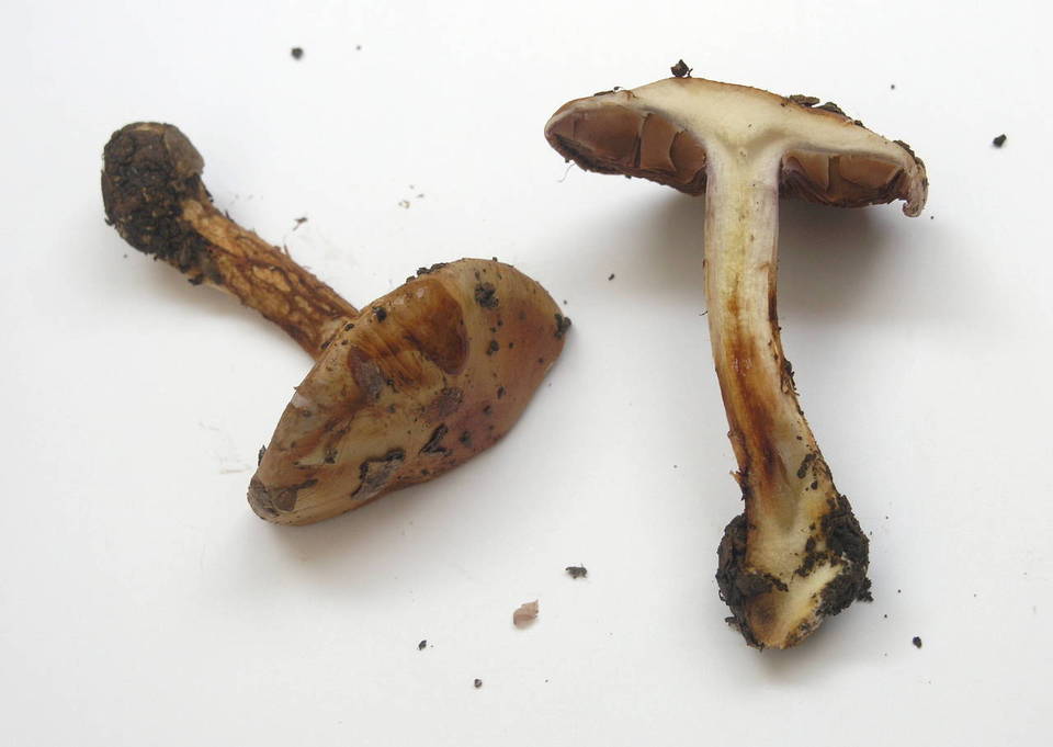 Cortinarius cedretorum image