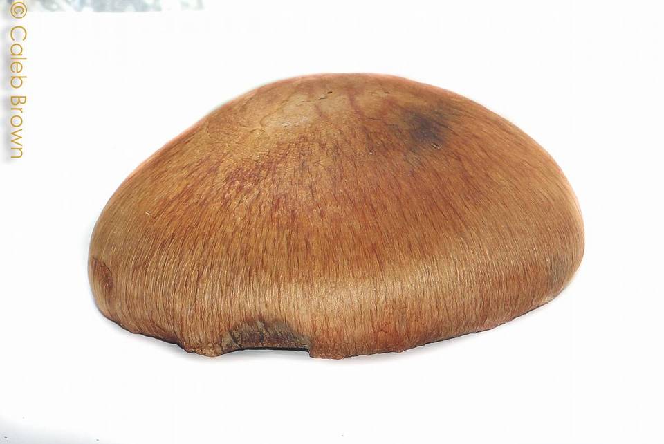 Gymnopilus viridans image