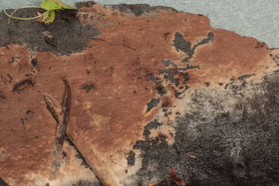 Tomentella terrestris image