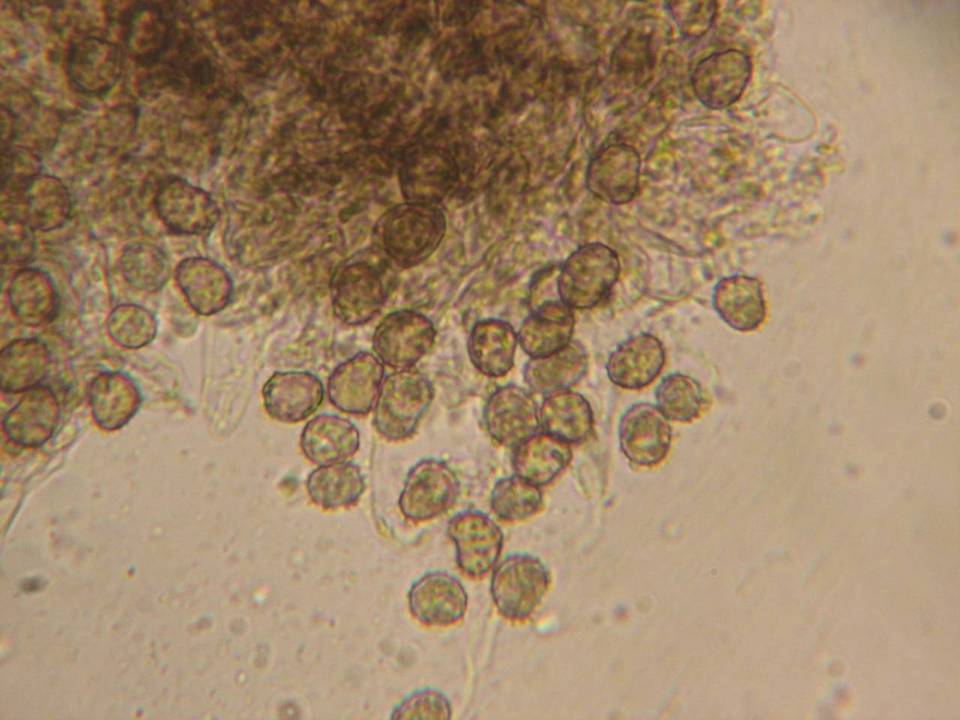 Tomentella terrestris image