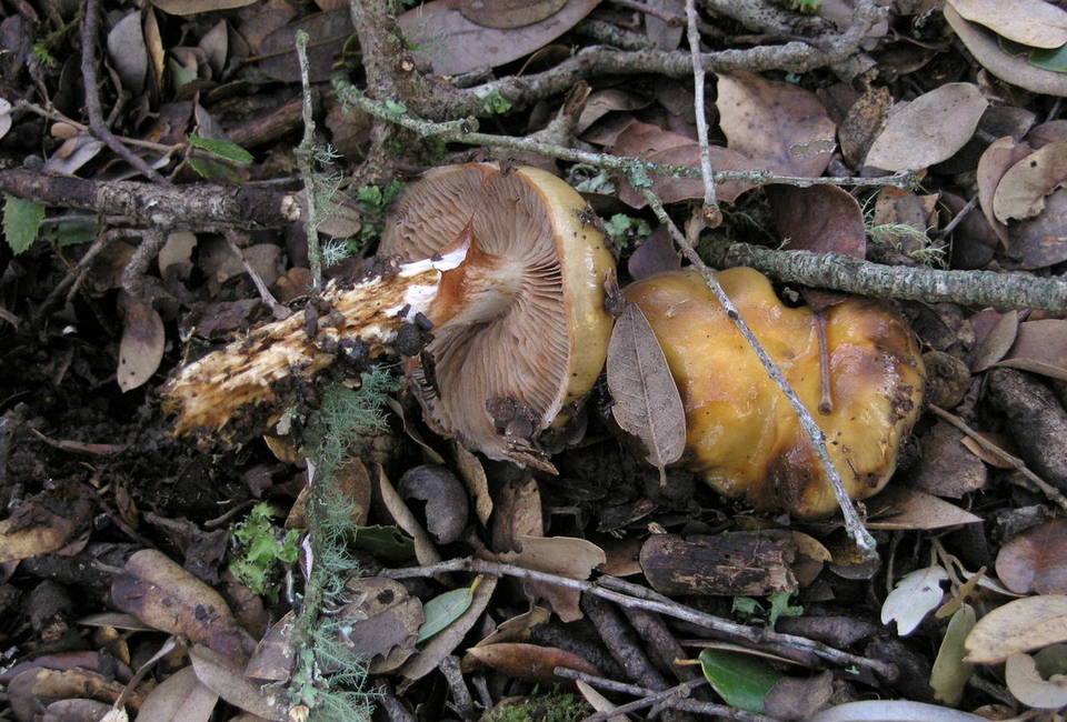 Cortinarius glutinosoarmillatus image