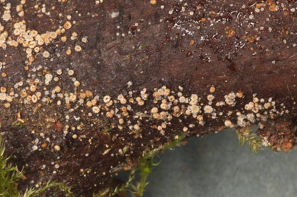 Lasiobelonium variegatum image