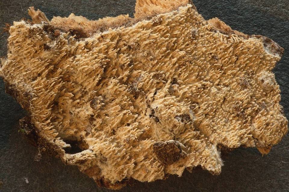 Steccherinum oreophilum image