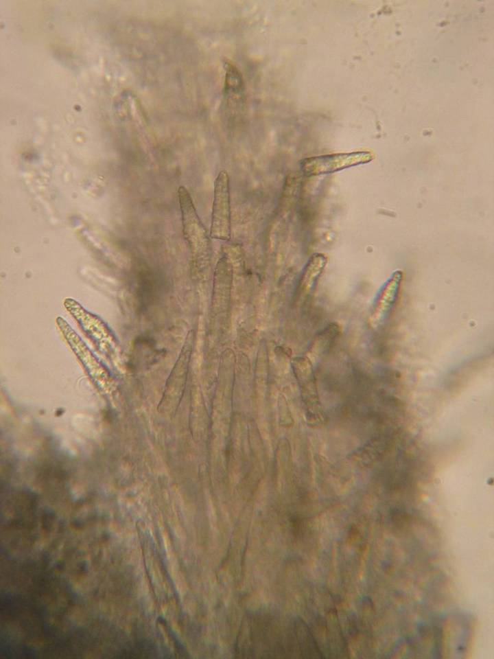 Steccherinum oreophilum image