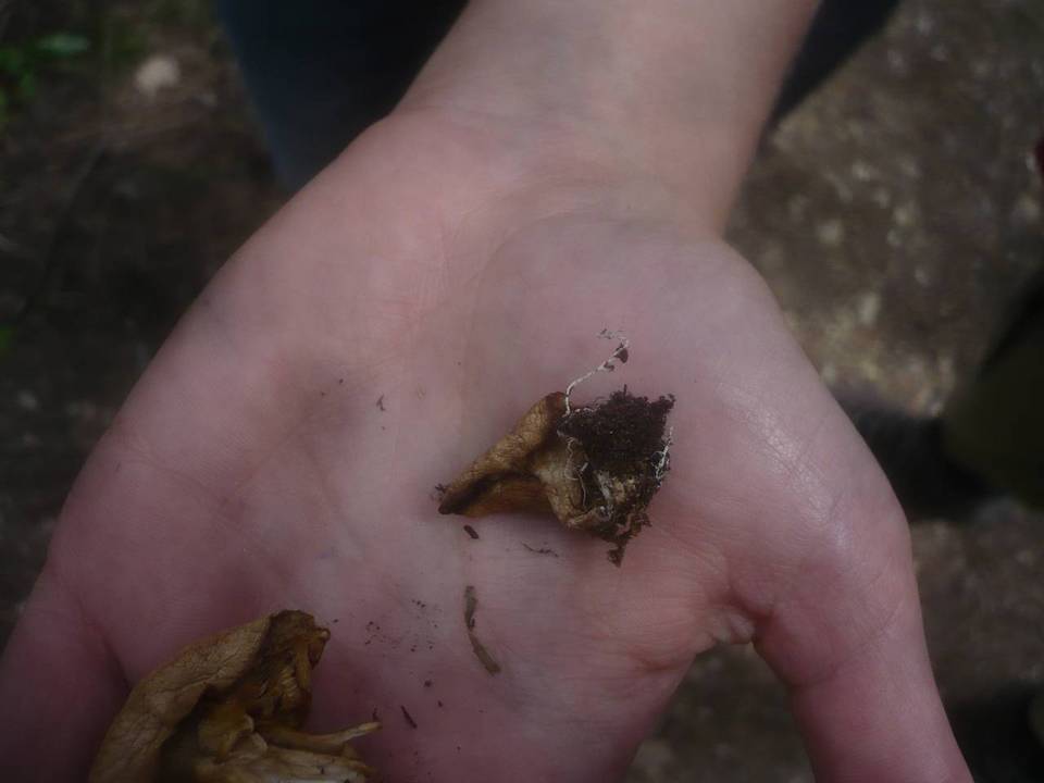 Clitocybe vermicularis image