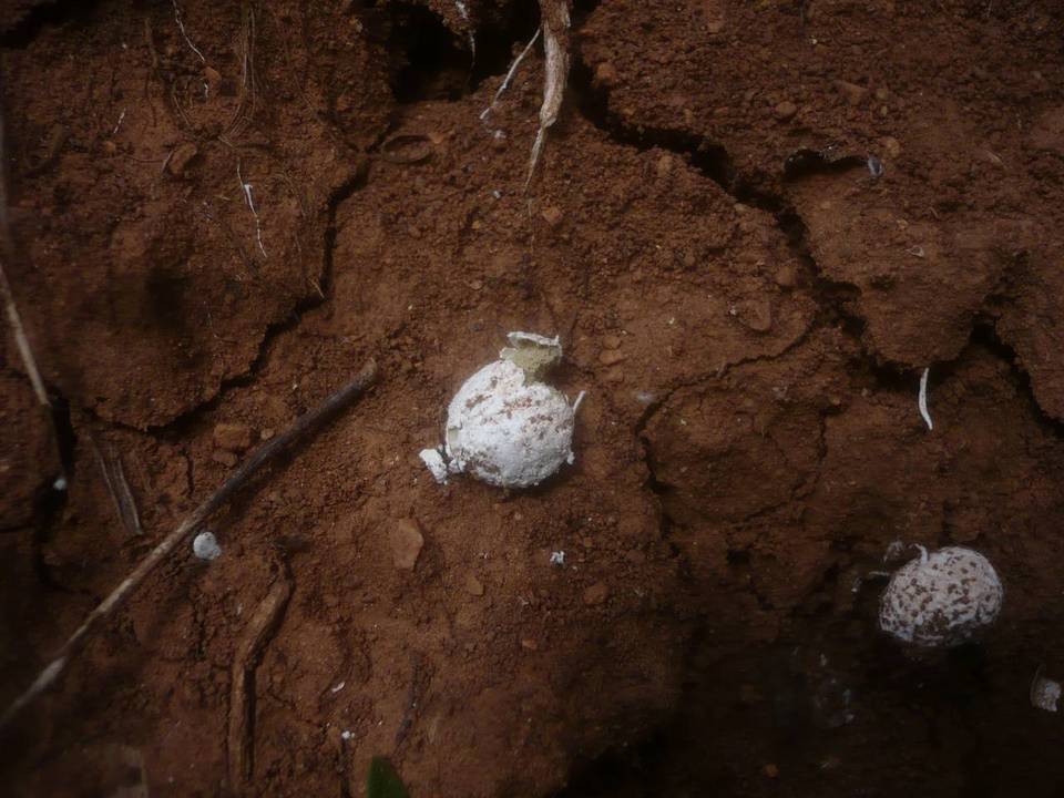 Gastrosporium simplex image