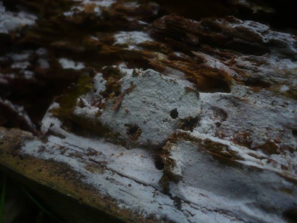 Hyphoderma argillaceum image