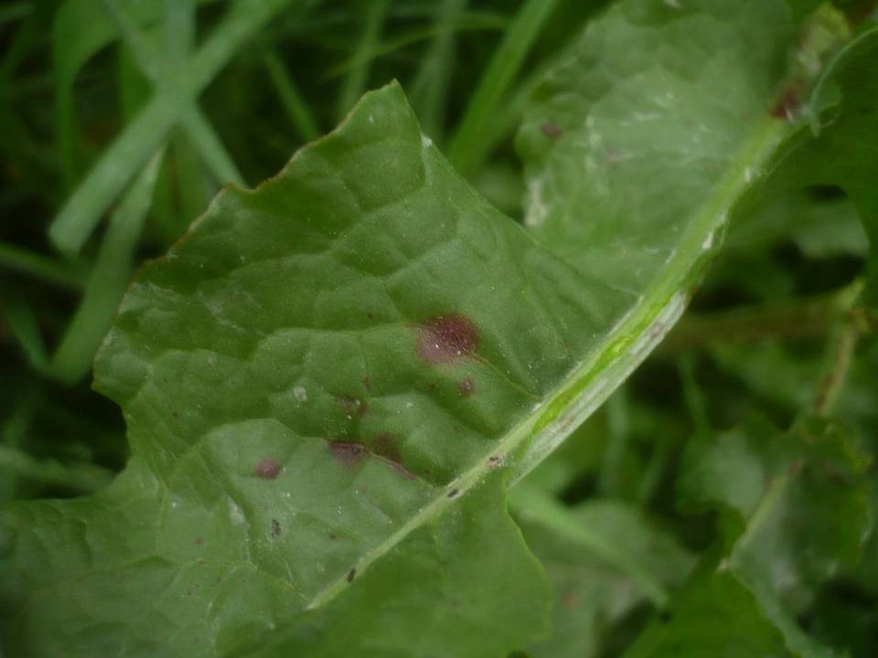Ramularia rubella image