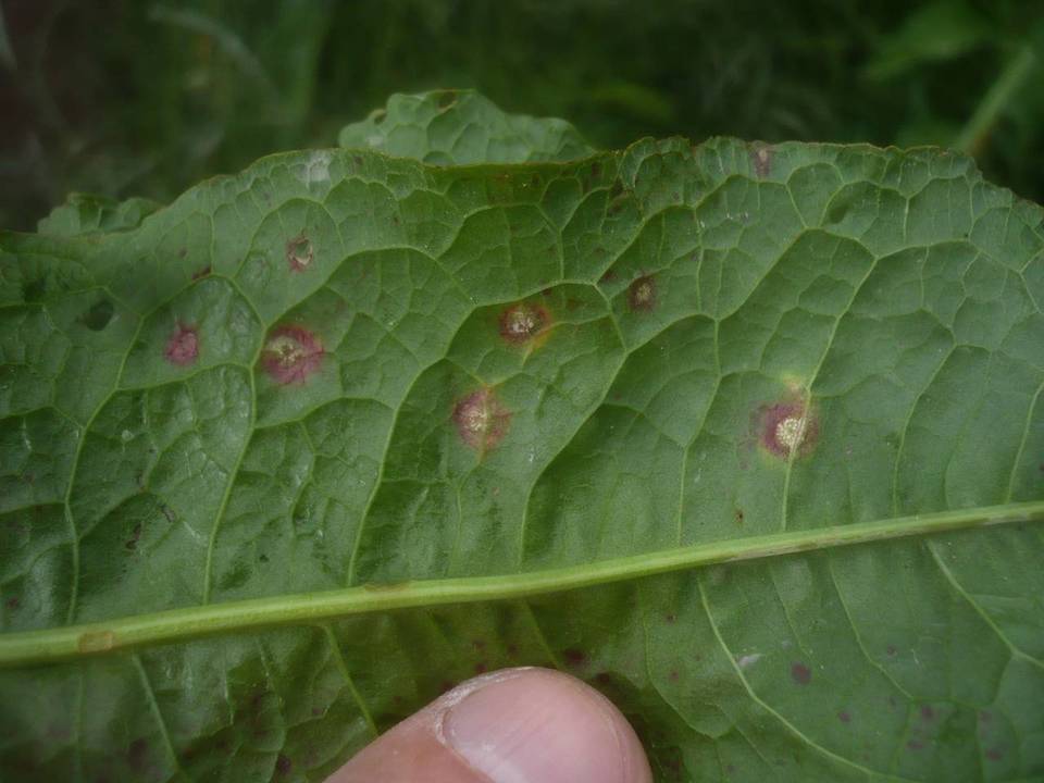 Ramularia rubella image