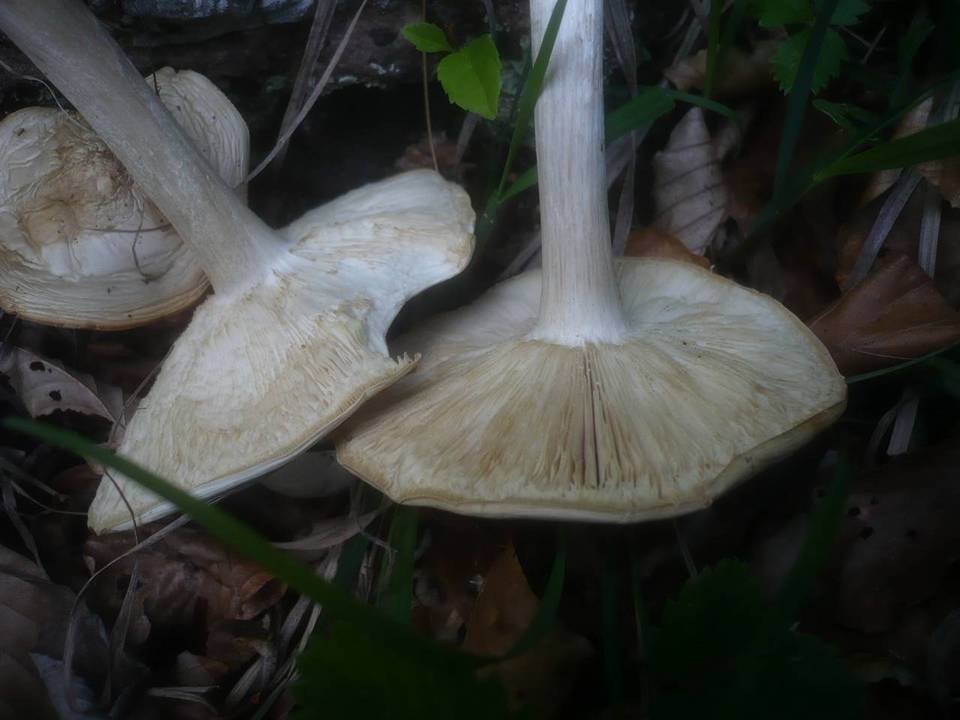 Melanoleuca subalpina image