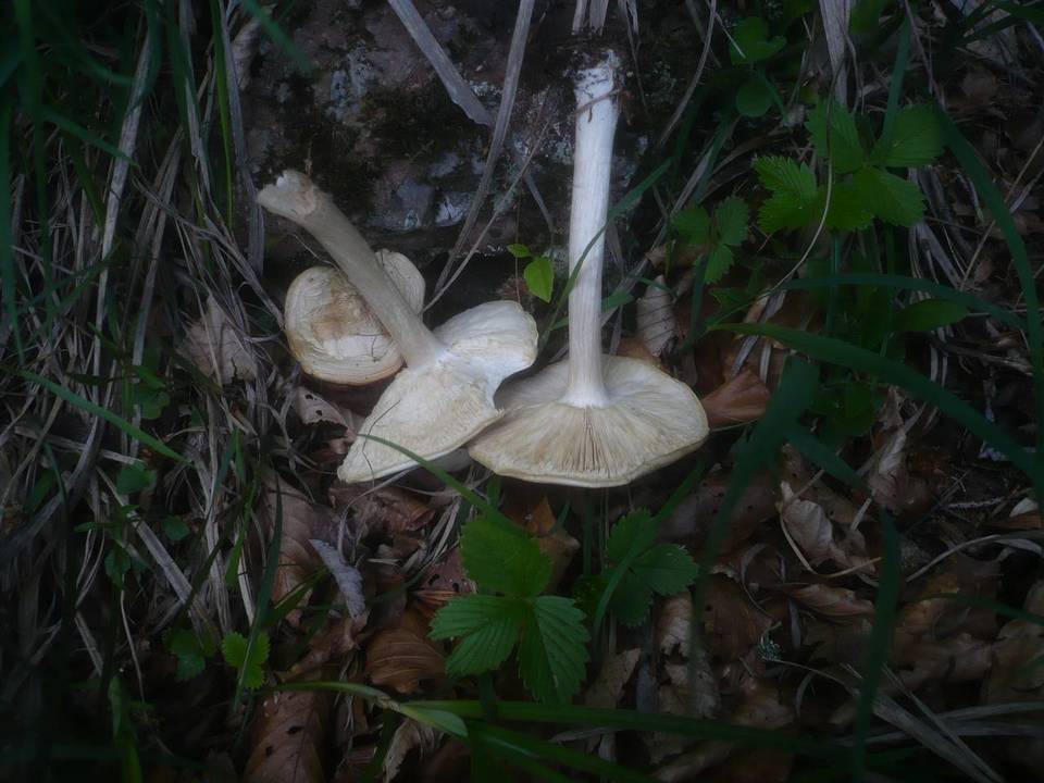 Melanoleuca subalpina image