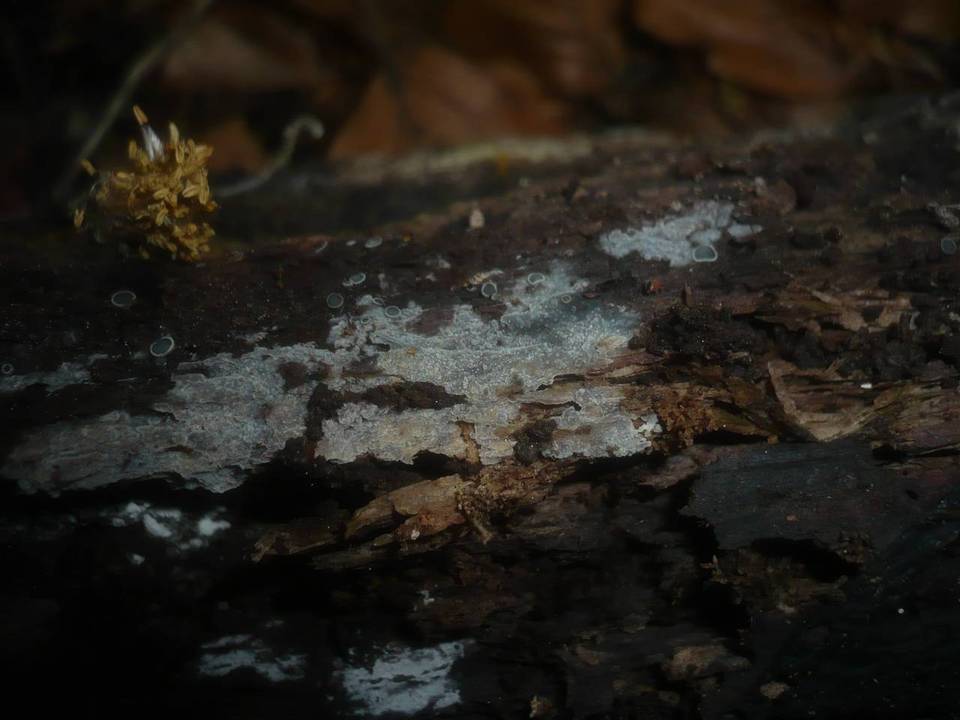 Scopuloides rimosa image