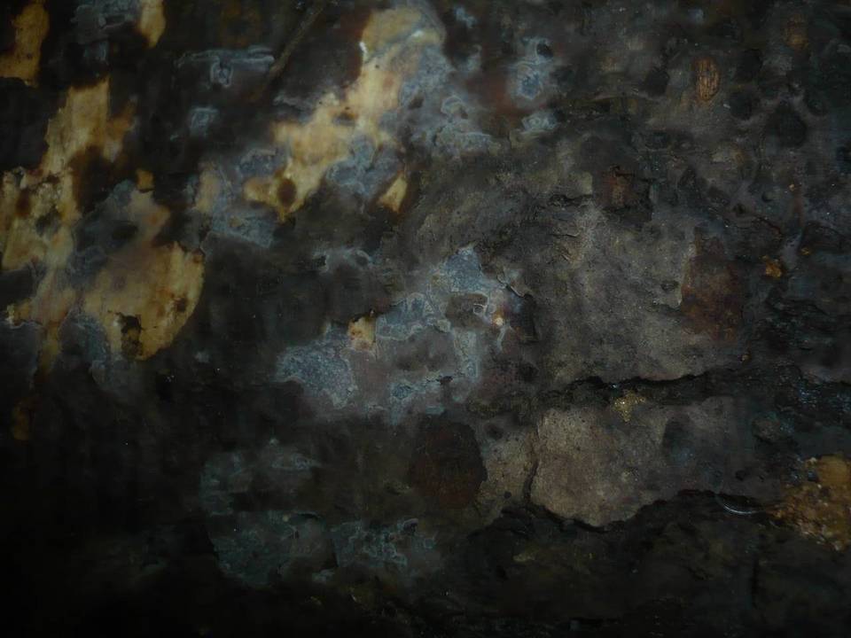 Scopuloides rimosa image
