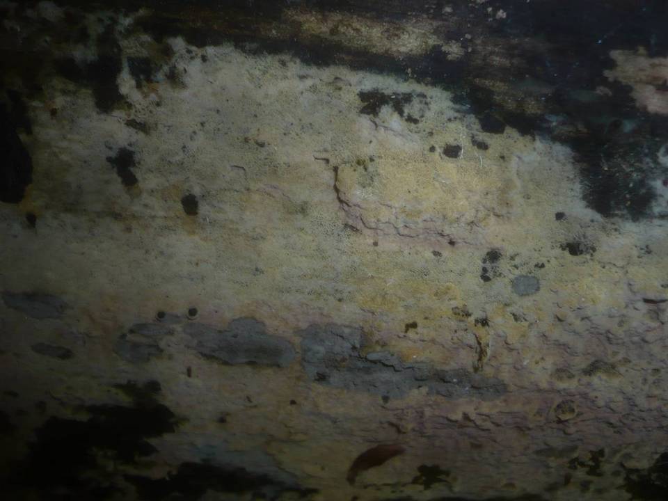 Botryohypochnus isabellinus image