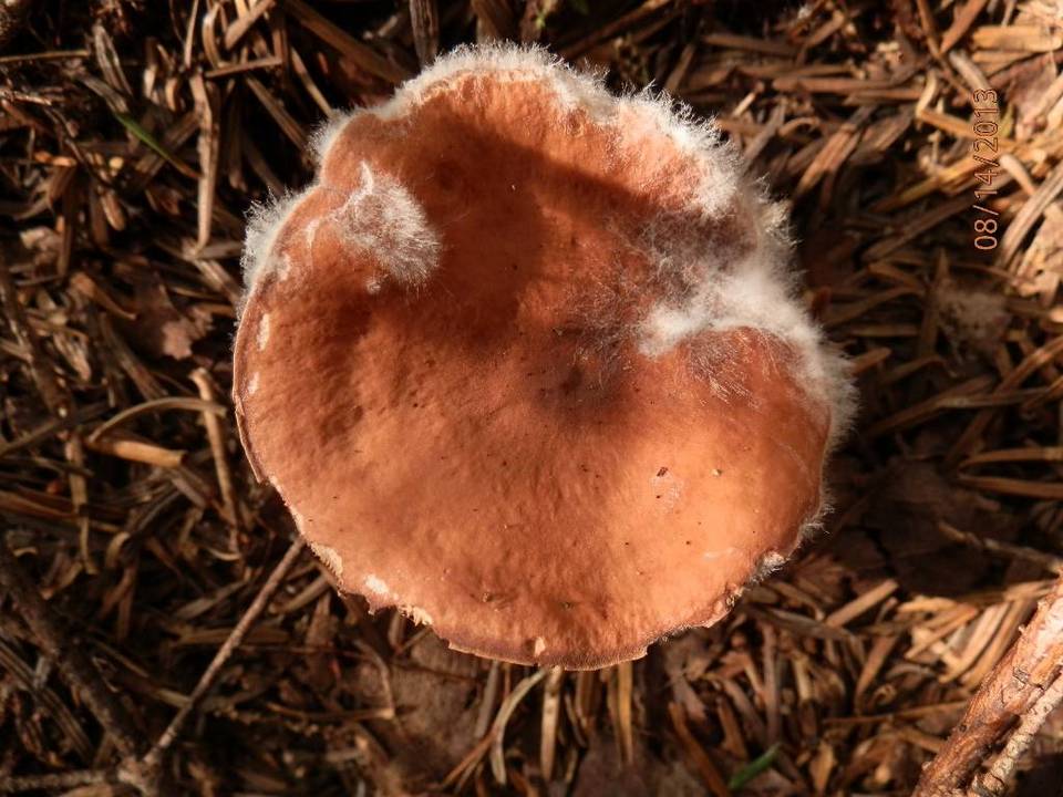 Hypomyces ochraceus image