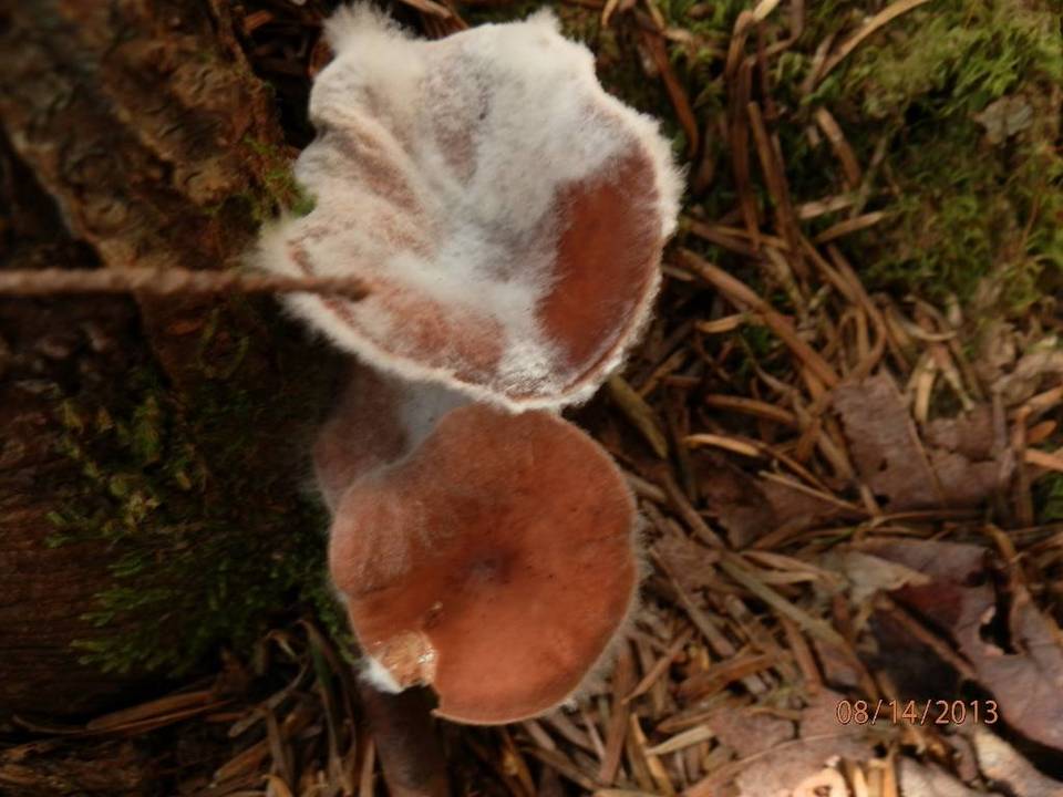 Hypomyces ochraceus image