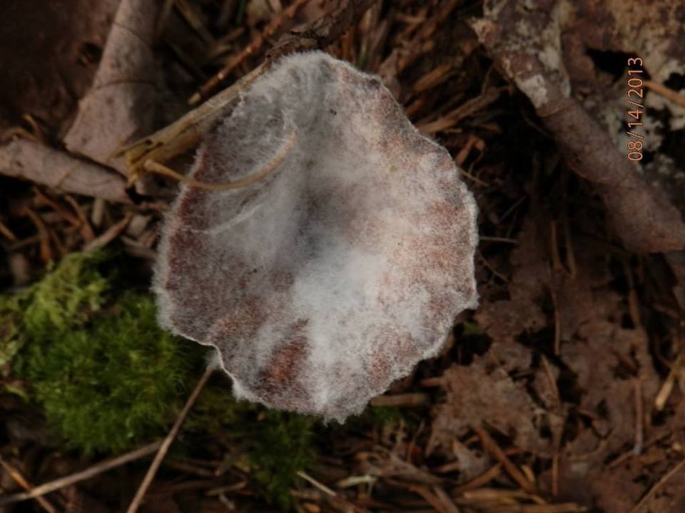 Hypomyces ochraceus image