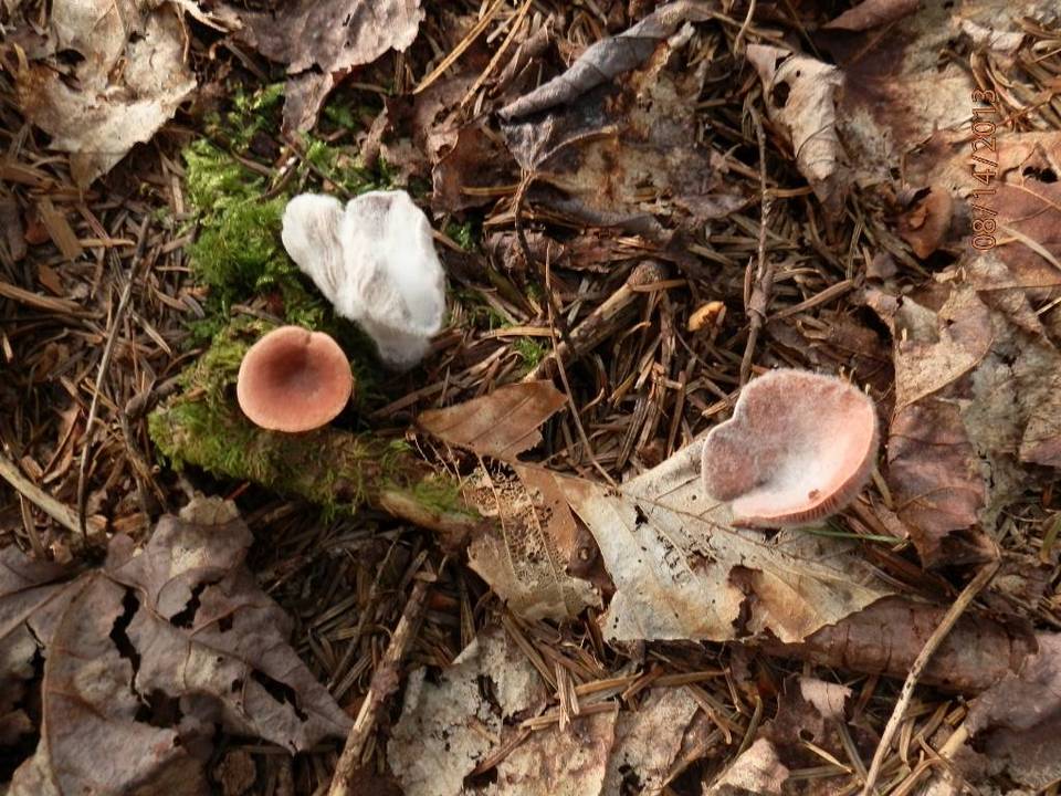 Hypomyces ochraceus image