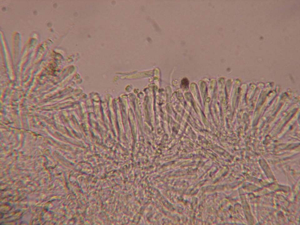 Orbilia sarraziniana image