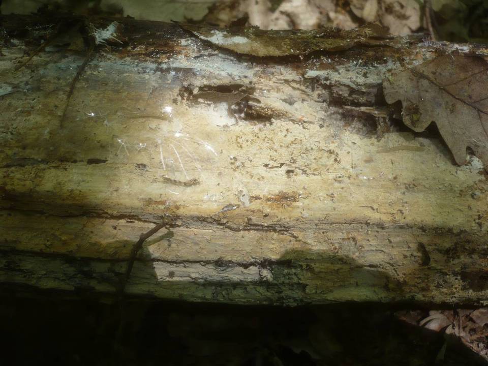 Gloeocystidiellum luridum image