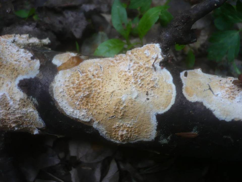 Basidioradulum radula image