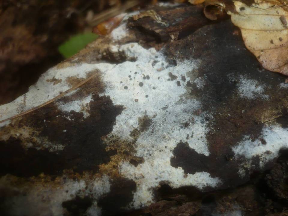 Botryobasidium subcoronatum image