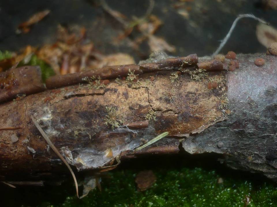 Isaria umbrina image
