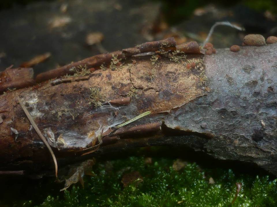 Isaria umbrina image